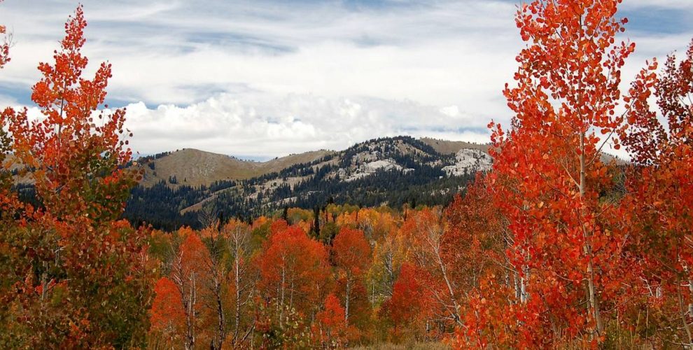 Colorado Fall Foliage: Wonderful Autumn View